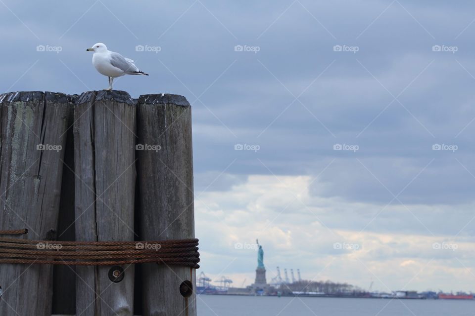Seagull on pilings overlooking Statue of Liberty