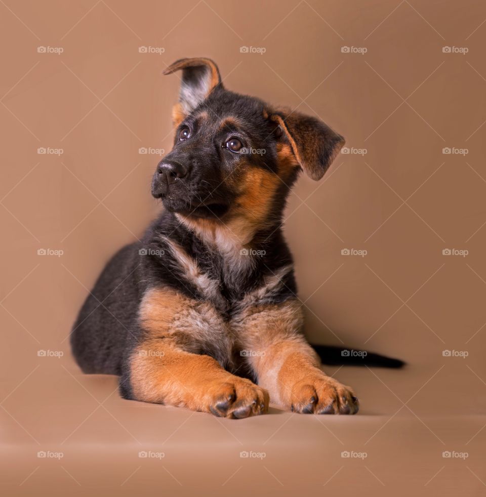 German shepherd puppy on light brown background 