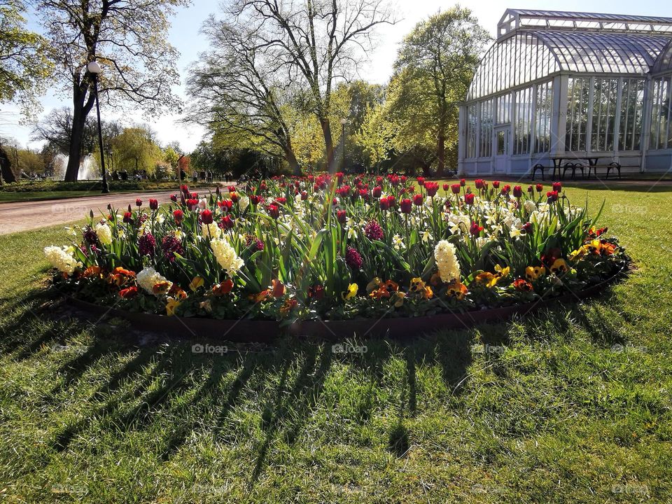 Spring flowers in the park