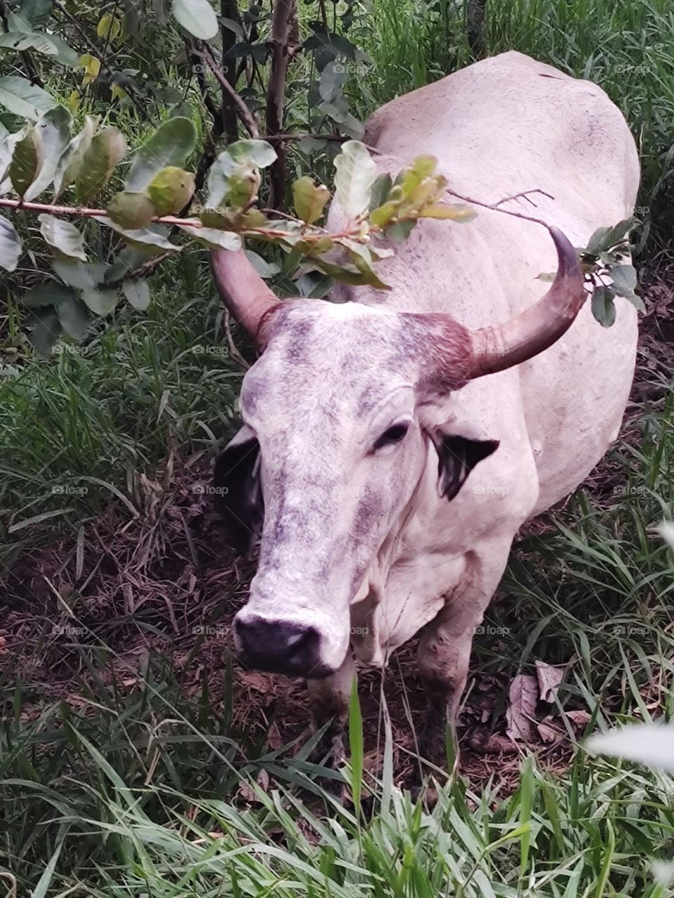 a dairy cow, walking around the farm.