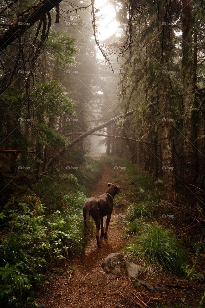 Forest Wandering