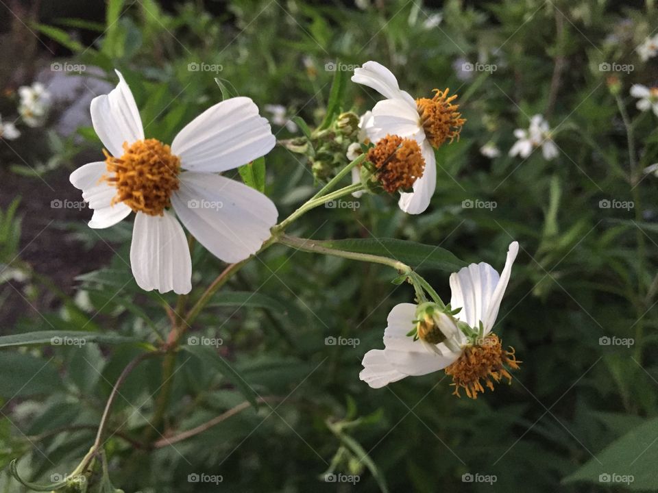 White wild flowers