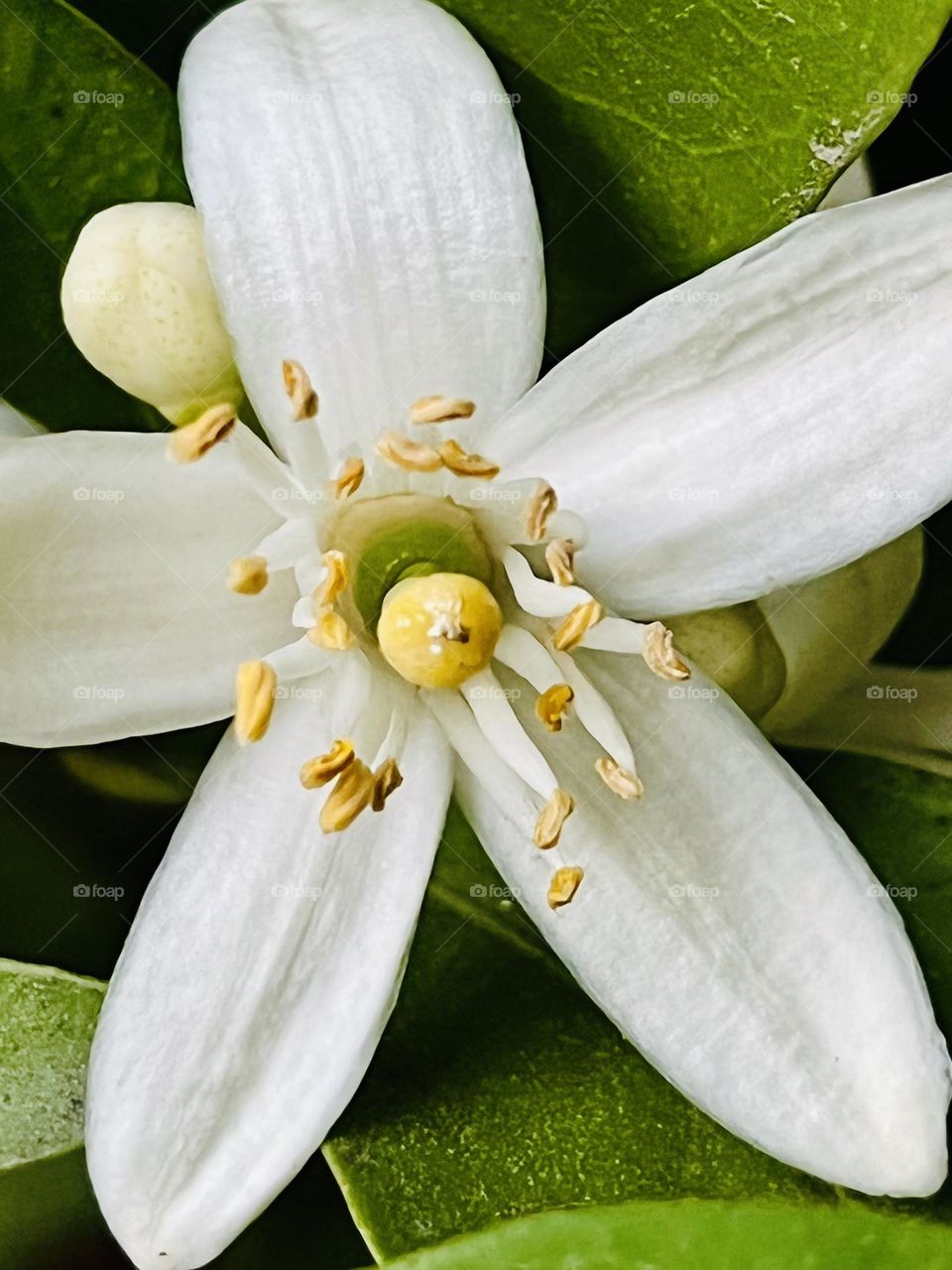 Orange blossom flower