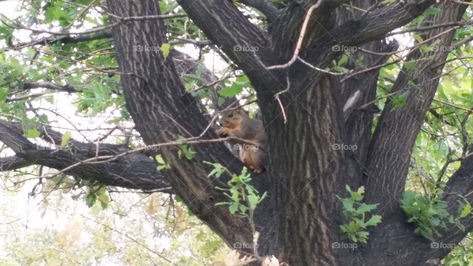wildlife squirrel