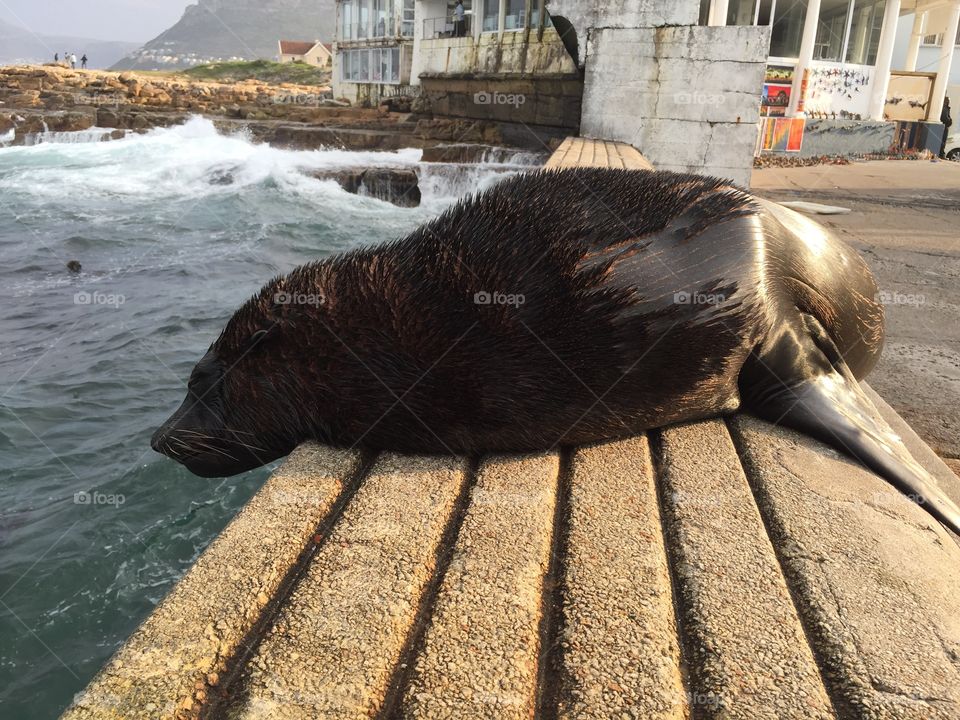 Harbor Seal
