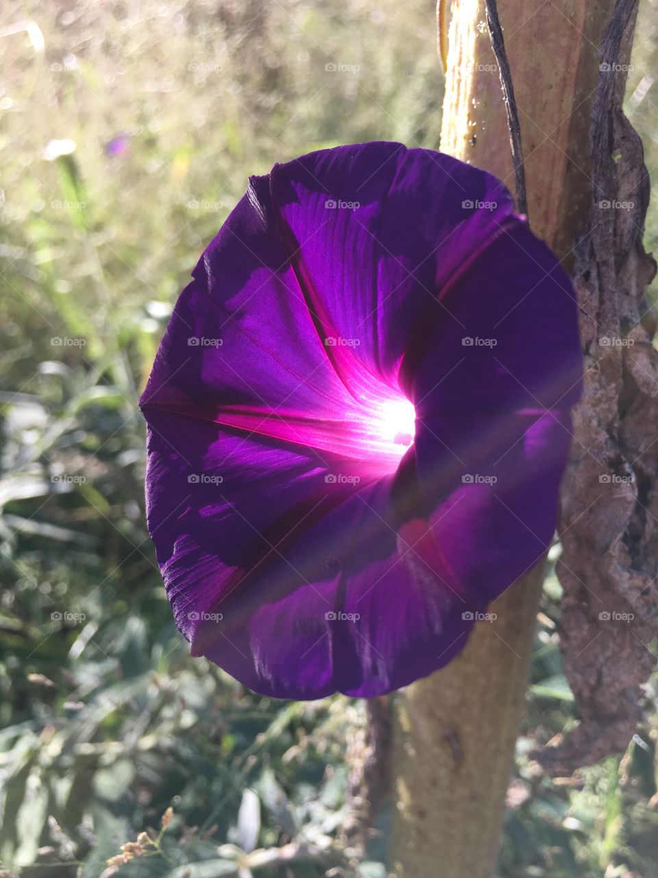 Purple blossom