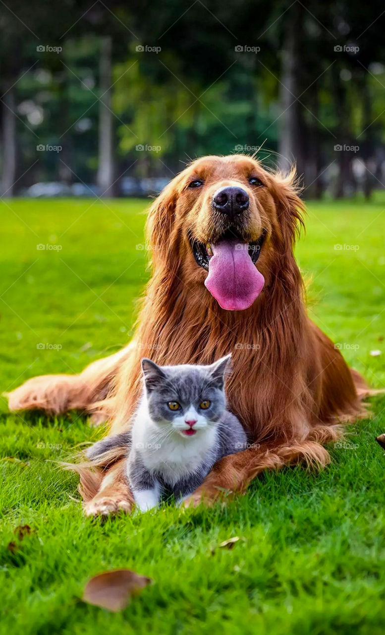Dog and cat