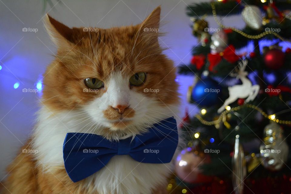 cat beautiful portrait Christmas holiday