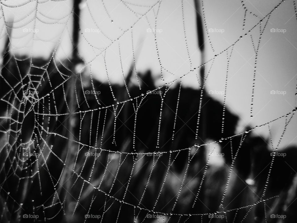 Water droplets on the spider web