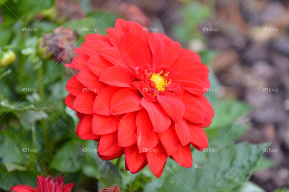 Red flower