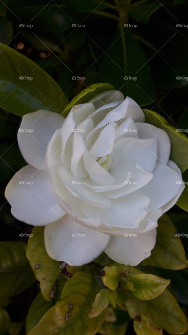 gardenia