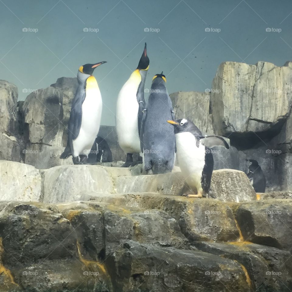 Penguins enjoying Central Park