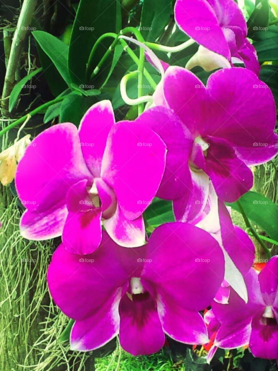 Thai orchid