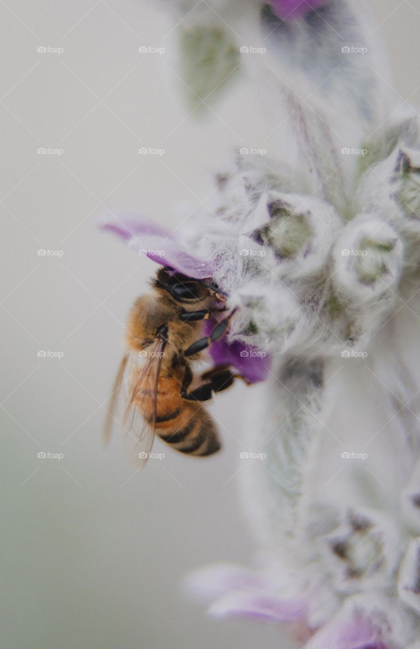 A bumblebee drinks nectar in Tasmania