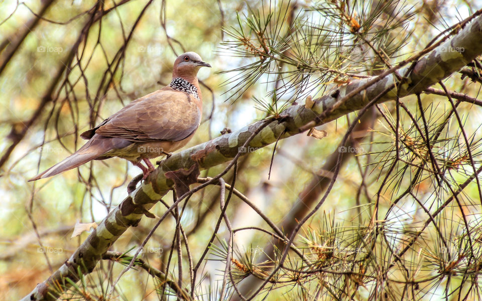 Streptopelia on branch