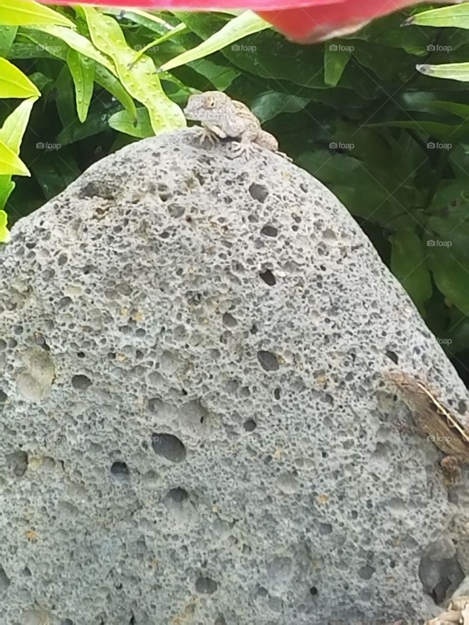 Geckos pose on rock