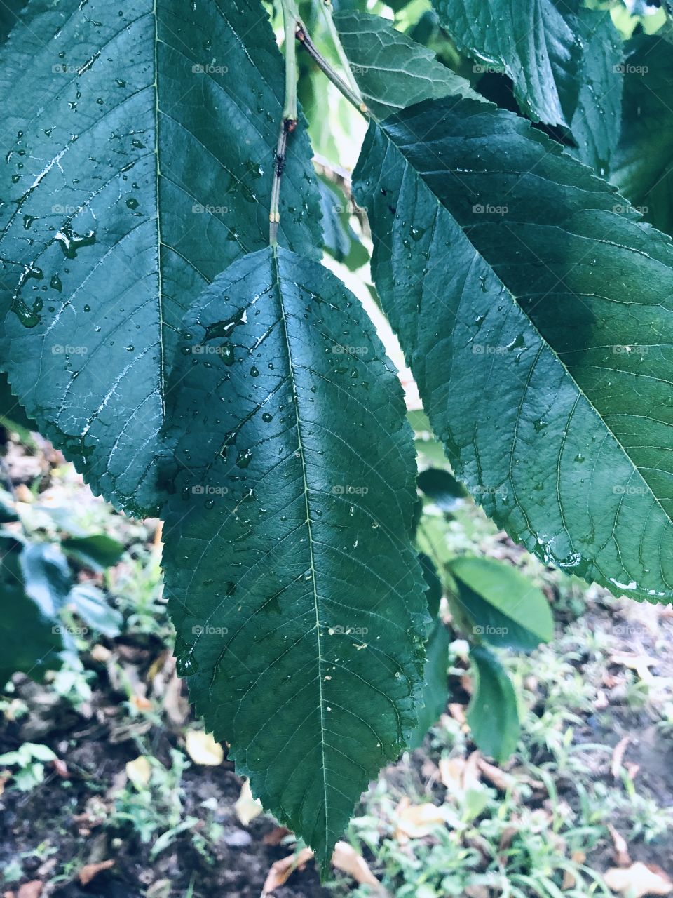Green dry leaf