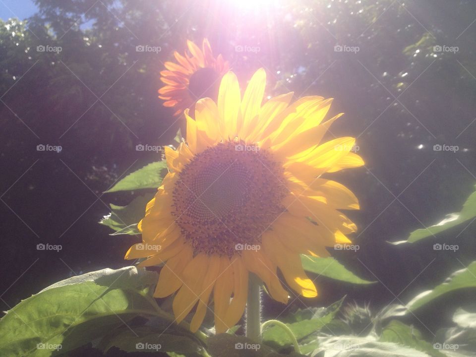 my sunflowers my garden