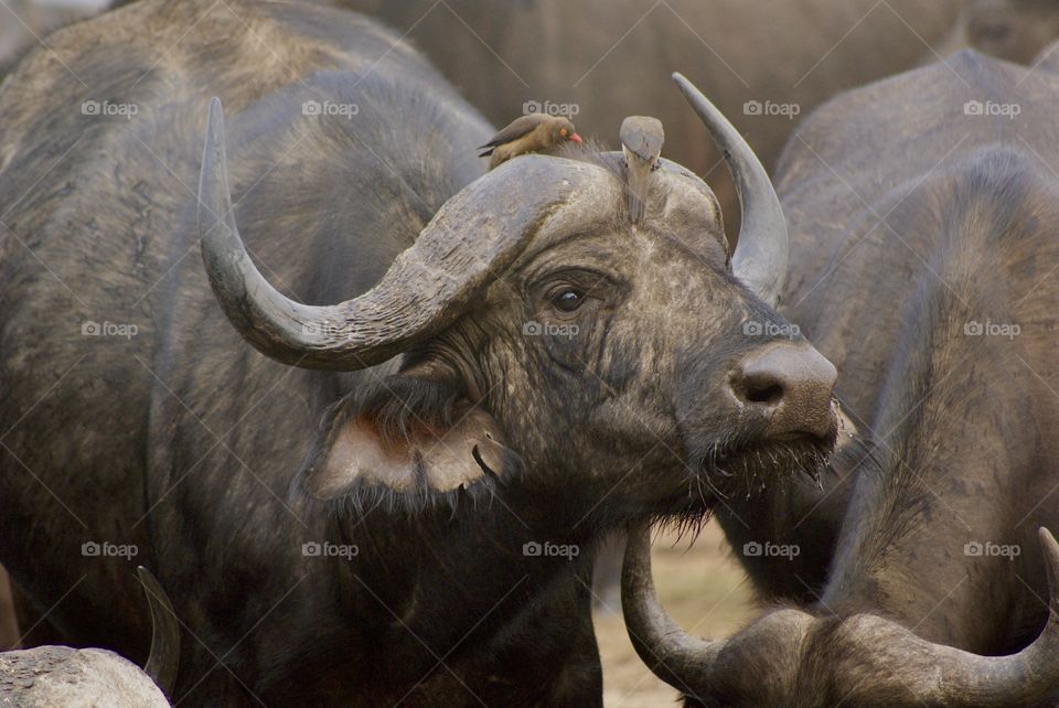 Buffalo 