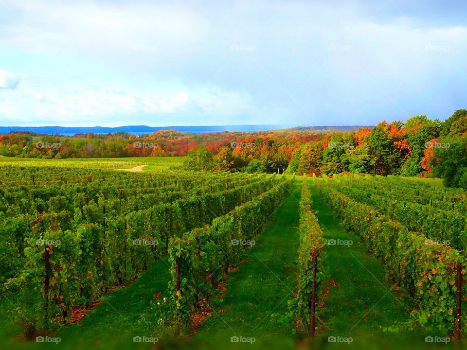 Vineyard in Traverse City Michigan