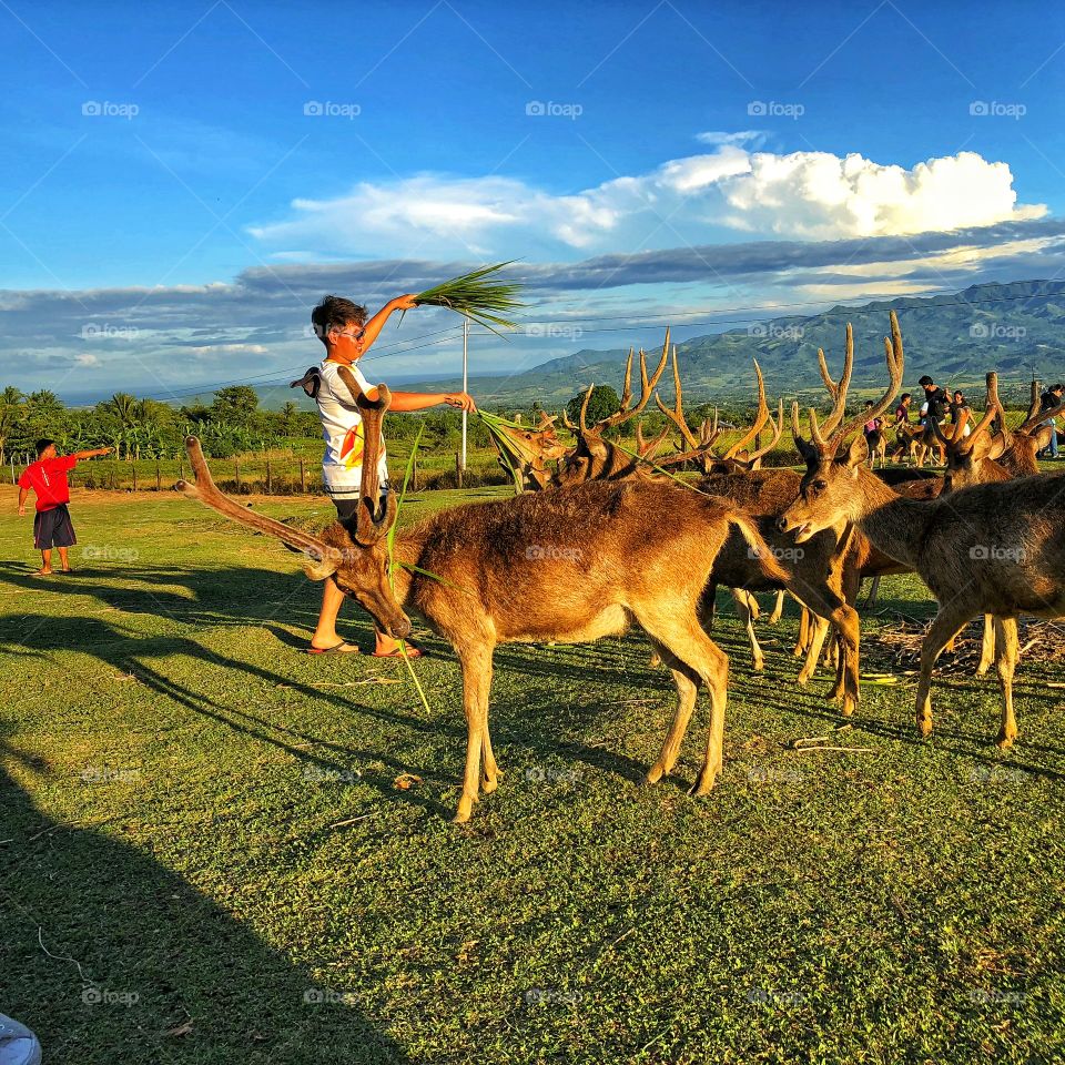 Feeding time our dear deer! Very beautiful deer and pacific santa's!