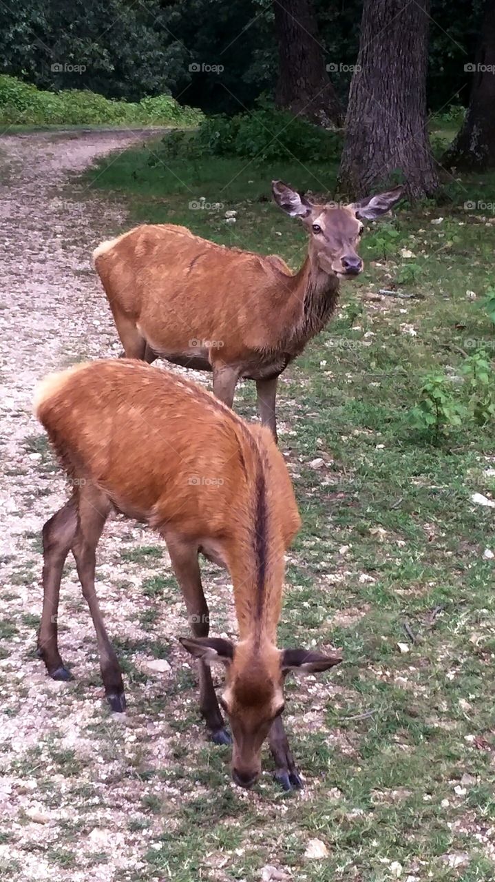 Deers 2