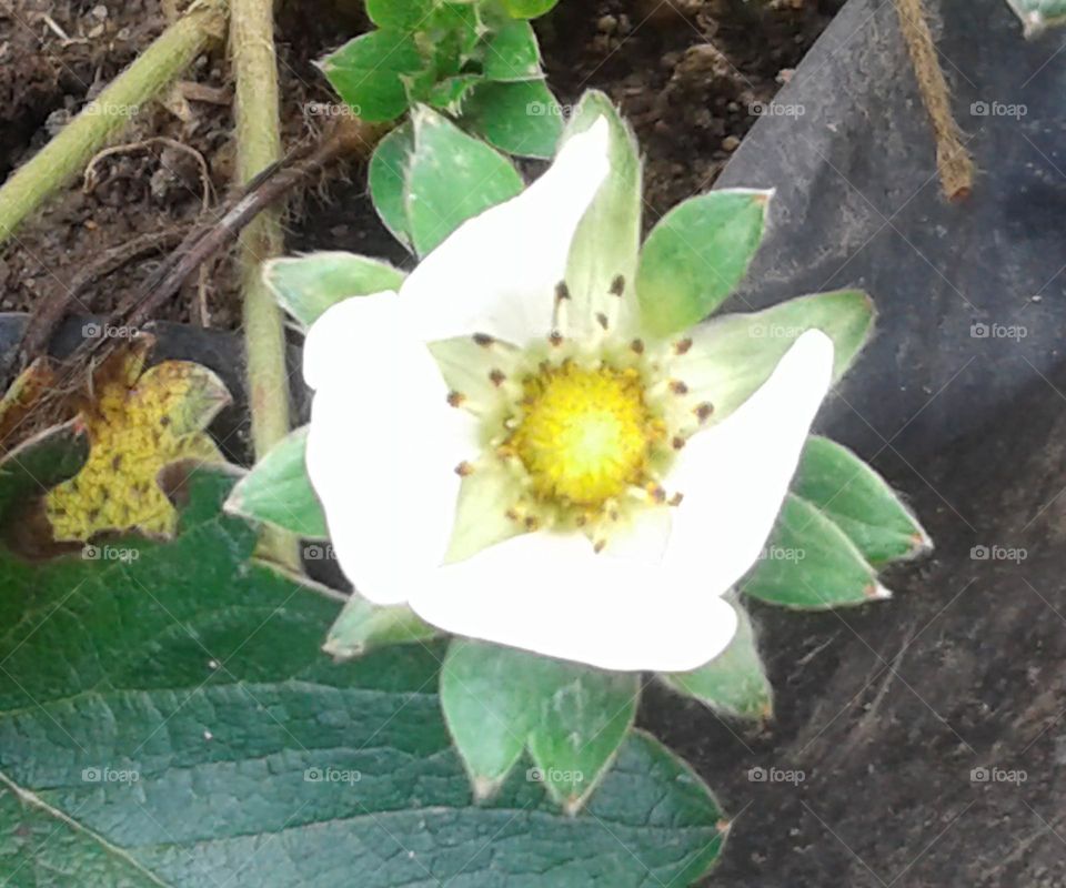 Cherry fruit flower blossom