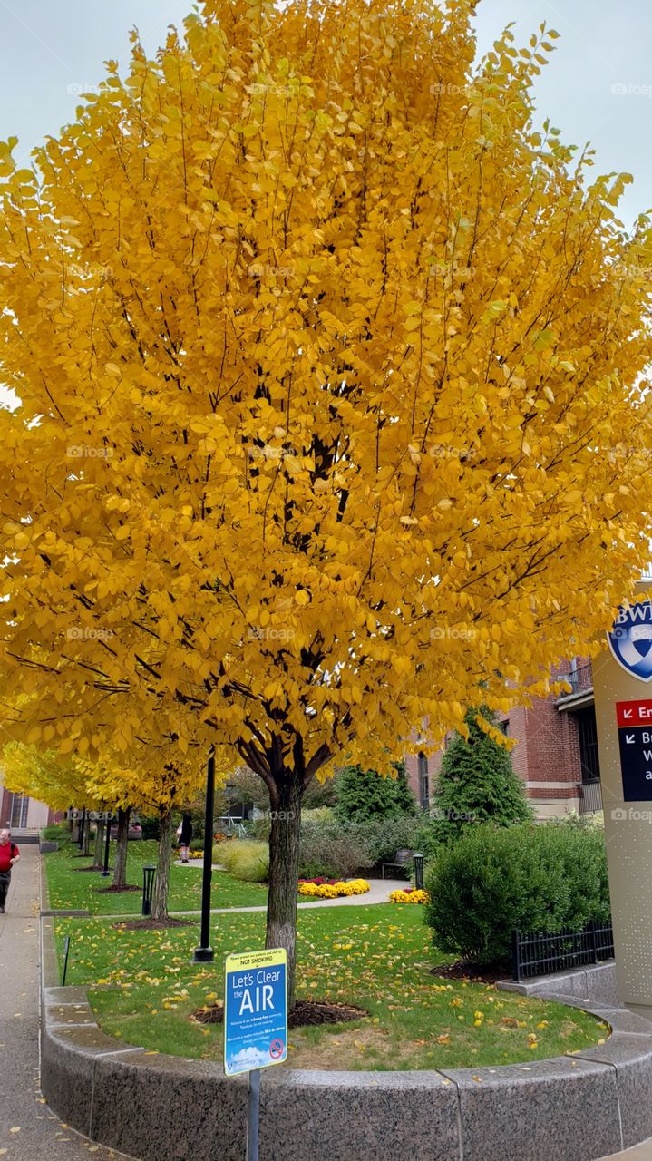 yellow mature tree