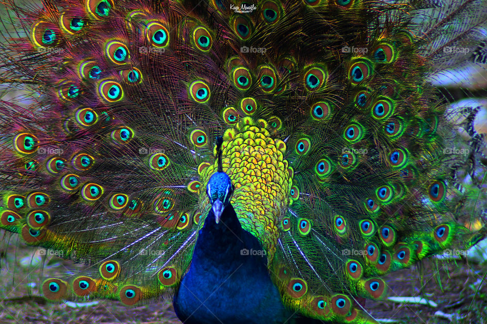 The Peacock