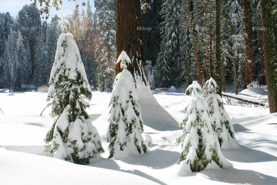 Spruce in sequoia park 