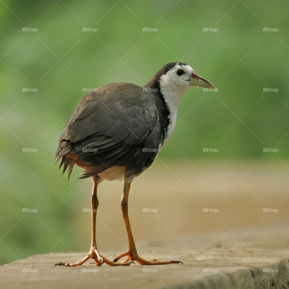 Birds of kareo paddy