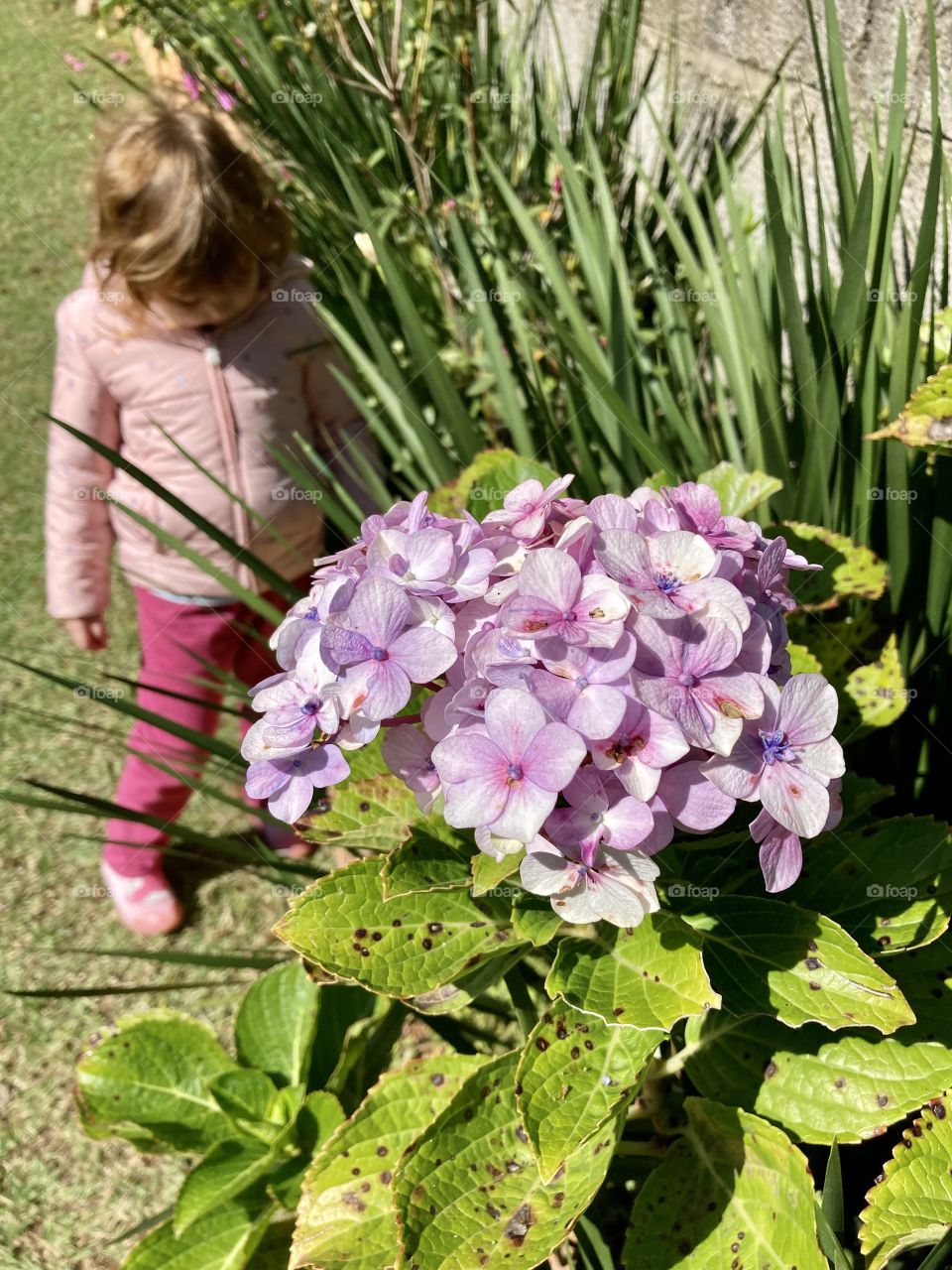 Esse clique quase passou batido: flores com a minha mini-jardineirazinha!

As hortênsias cor-de-rosa parecem gostar de mãos puras e delicadas…

Viva a natureza!