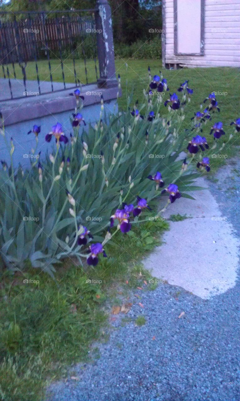 Iris. visiting aunt bean