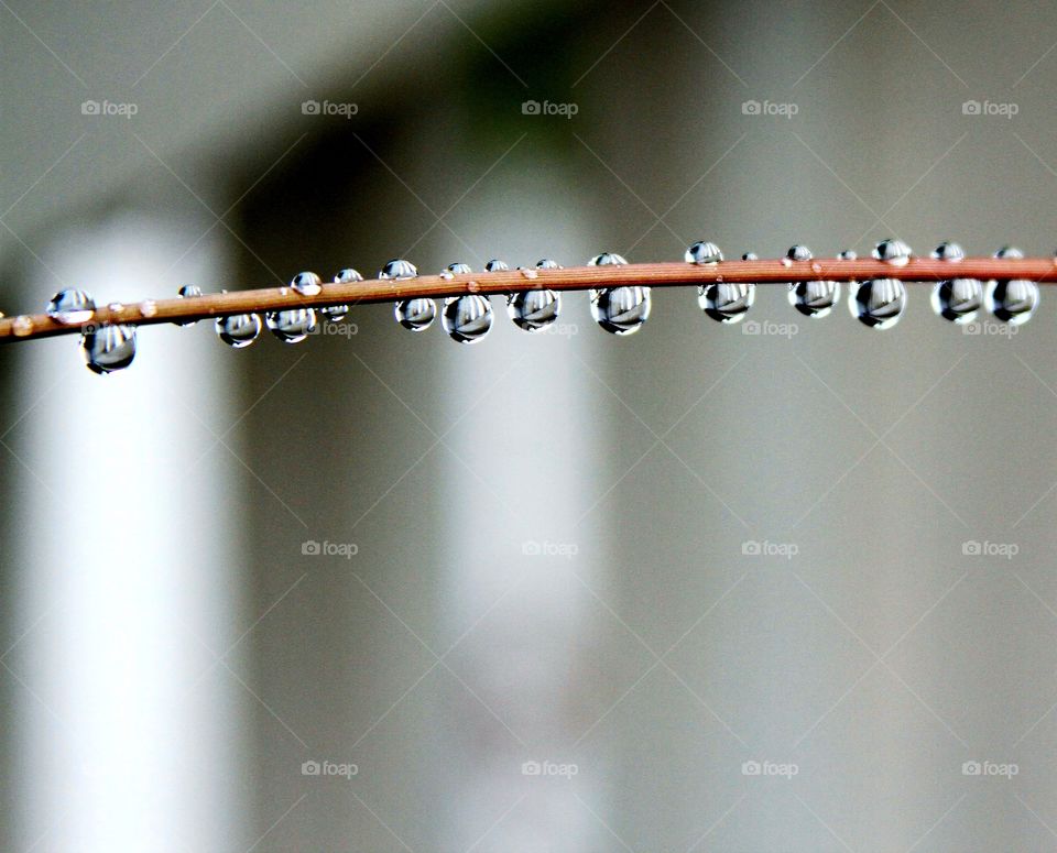 waterdrops on grass.