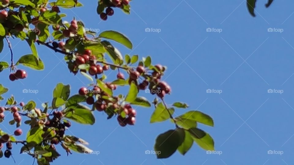 tree berries