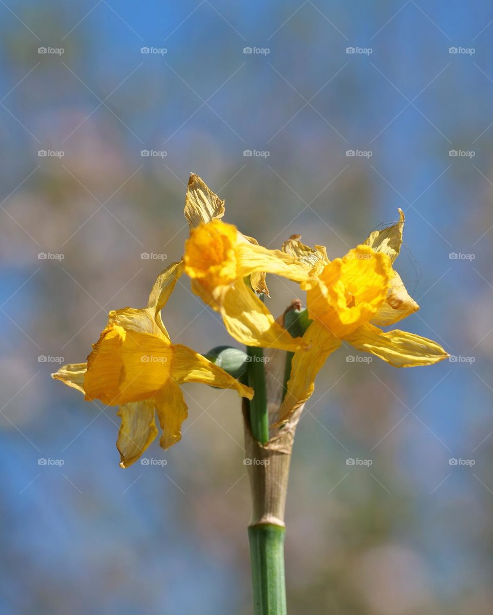 Weathered daffodils