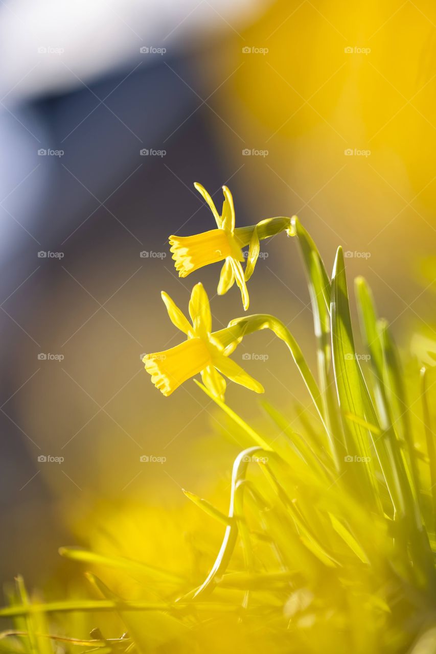 A portrait of yellow daffodils in a yallow haze and a lot of sunlight.