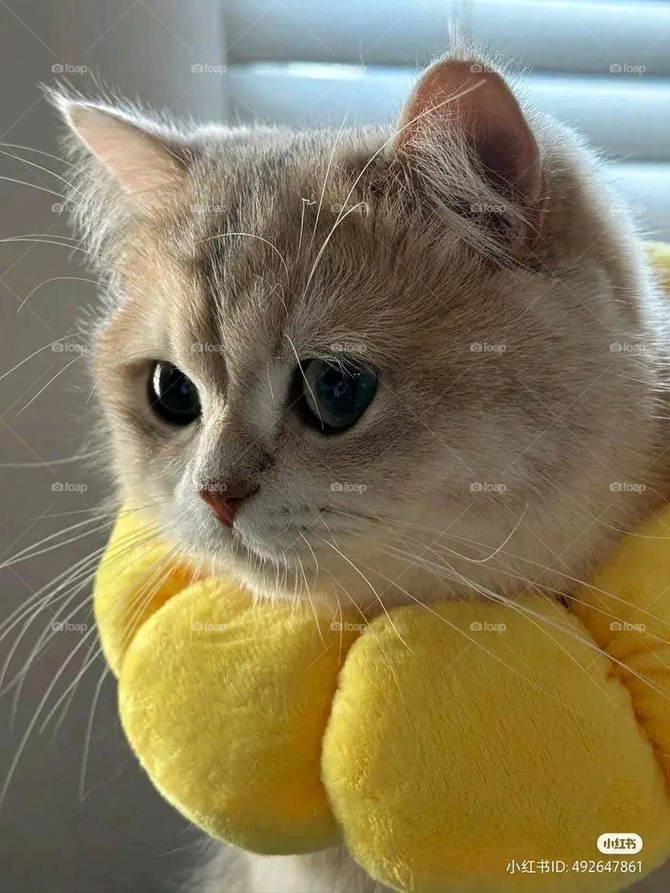 A very beautiful picture, and there is no better picture than it. There is no better picture of green herbs and colorful, red and white roses than it. Glory be to God, the natural and picturesque view, and there is no more