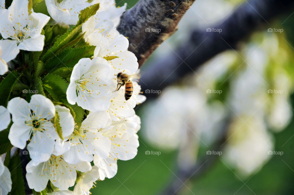 spring flower peach bee by seasky