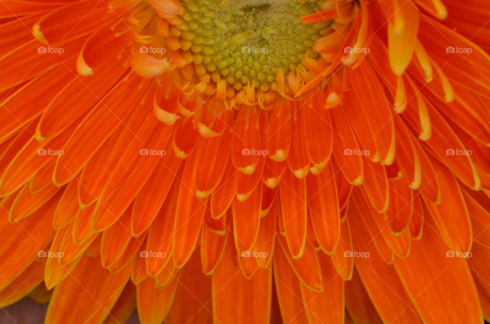 flower macro closeup red by hkjohan