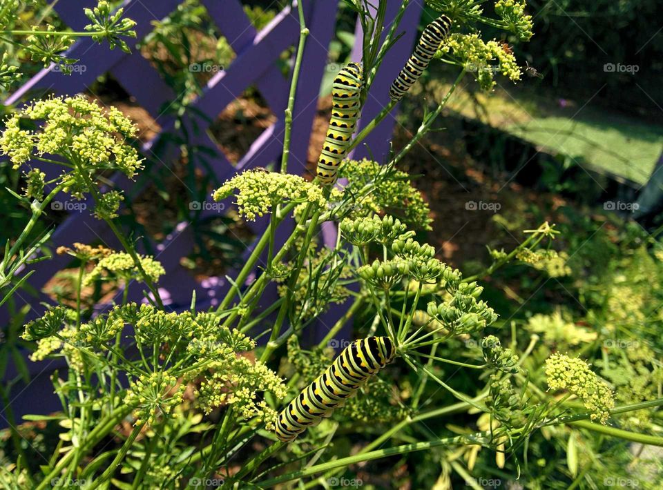 Close-up of caterpillars
