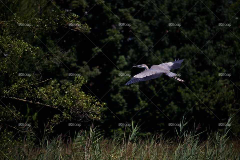 Flying grey heron