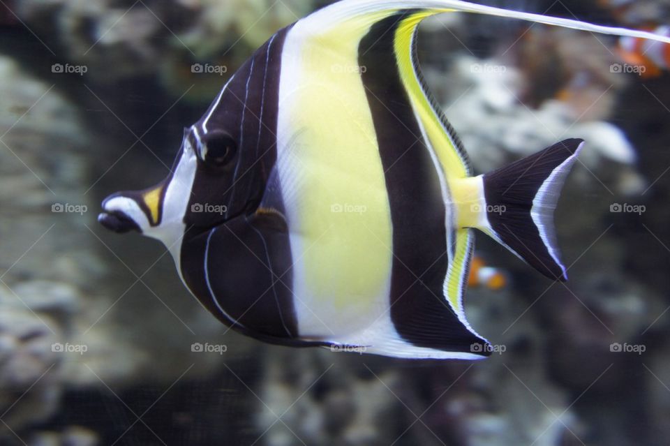 Angelfish 