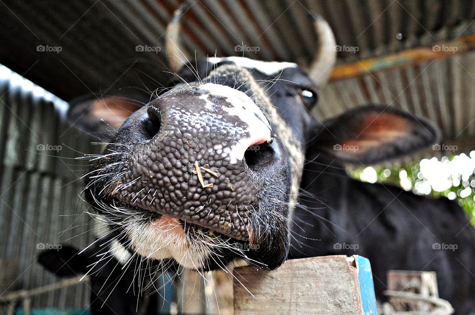Extreme close-up of cow nose