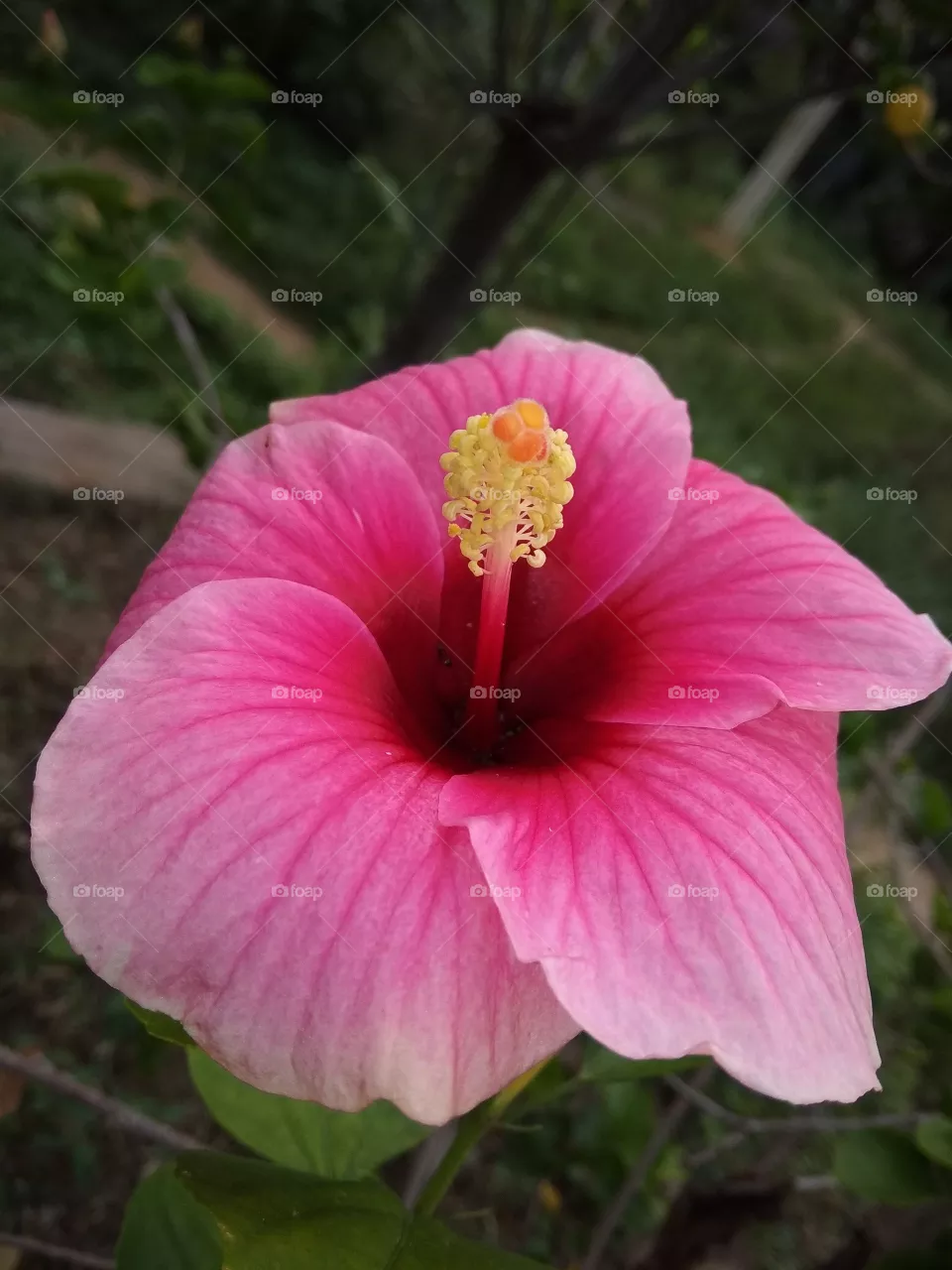 flower