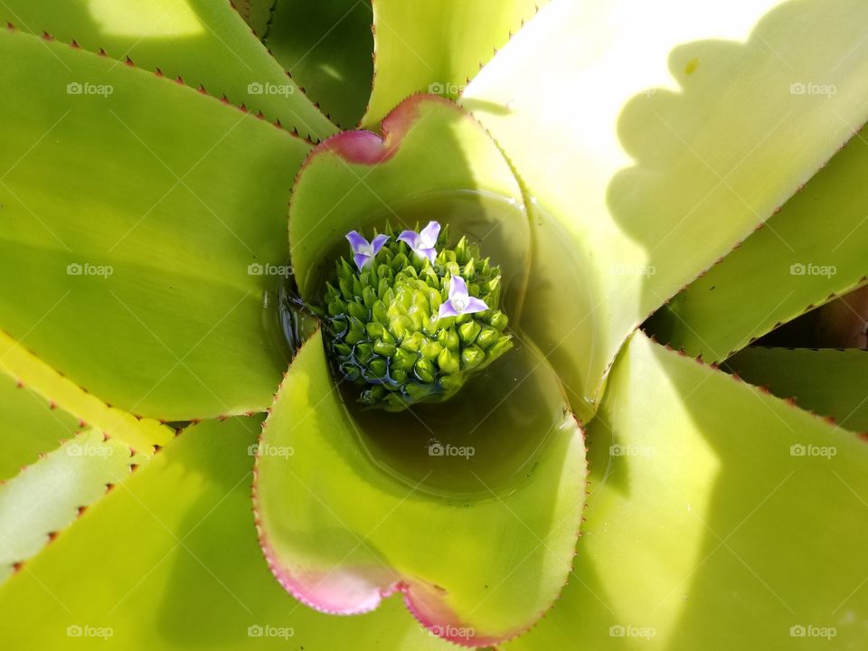 exotic flowers