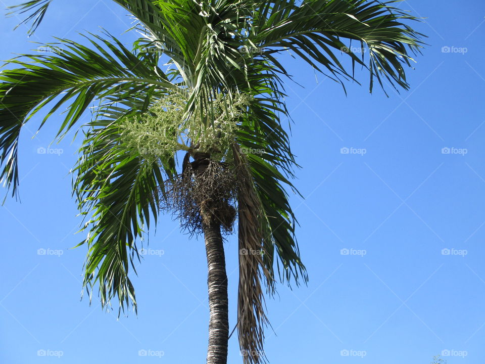 palm