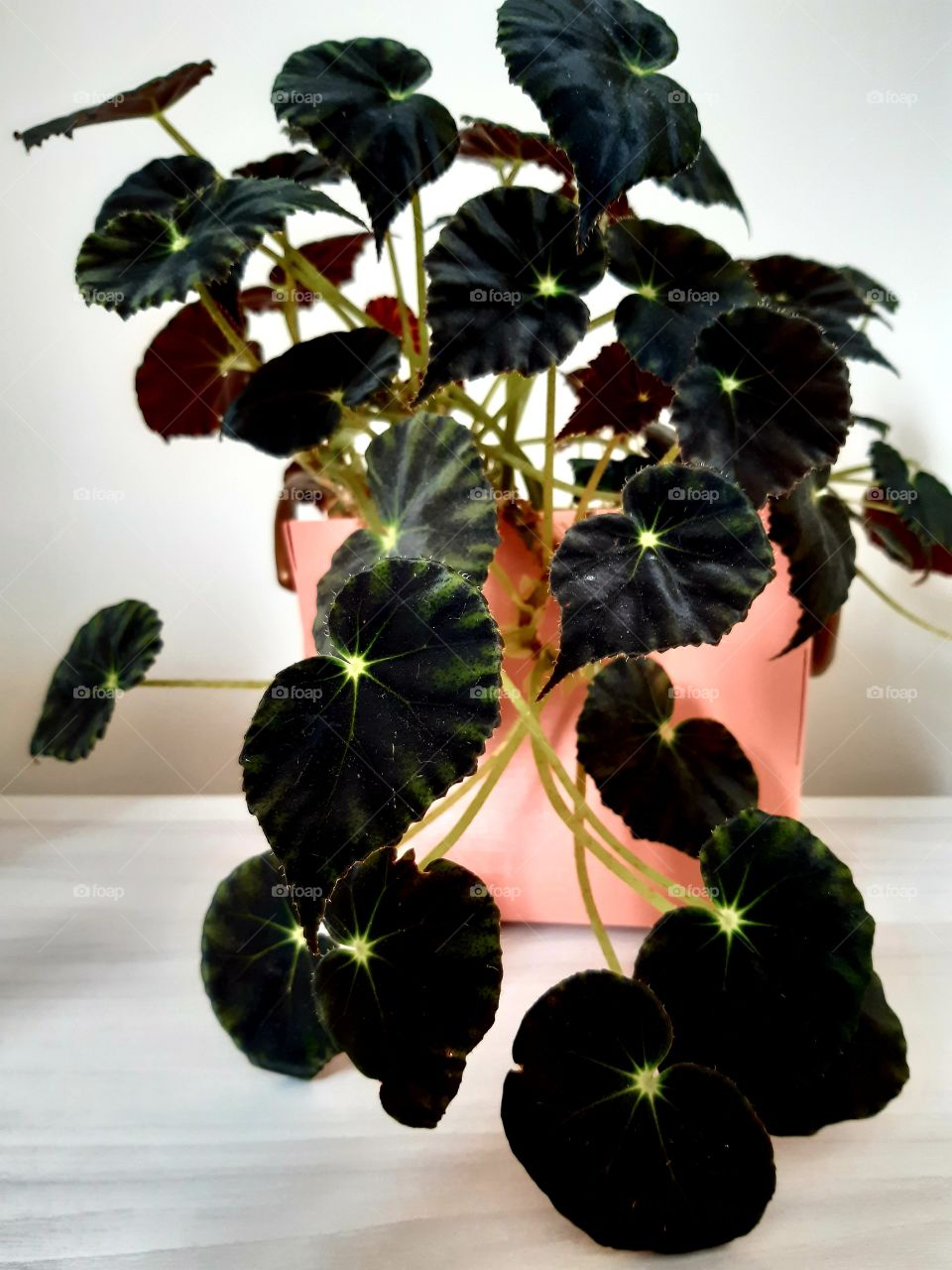 Minha planta vigorosa depois de quase morrer.