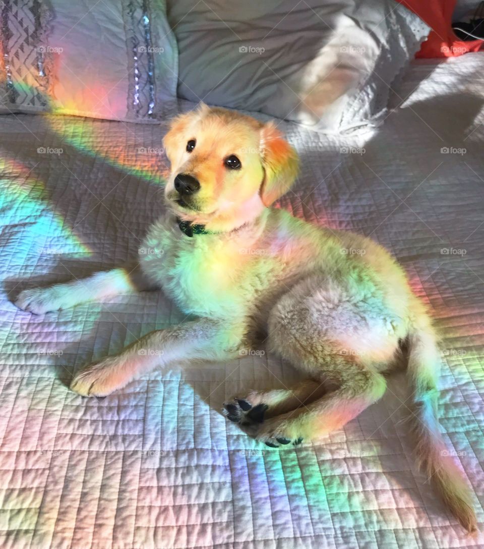 Living out my Lisa Frank dreams in real life. Our puppy is already growing so fast, and I’m making sure to document every moment in living color 