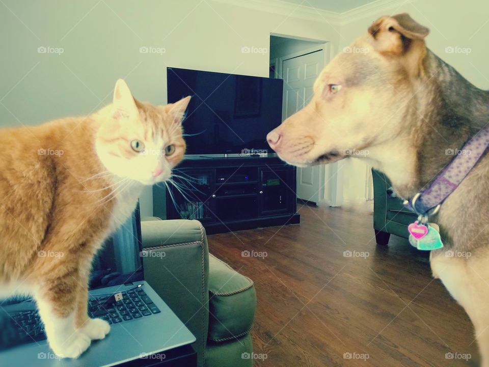 Friendamies.  It's a love, hate relationship between siblings.